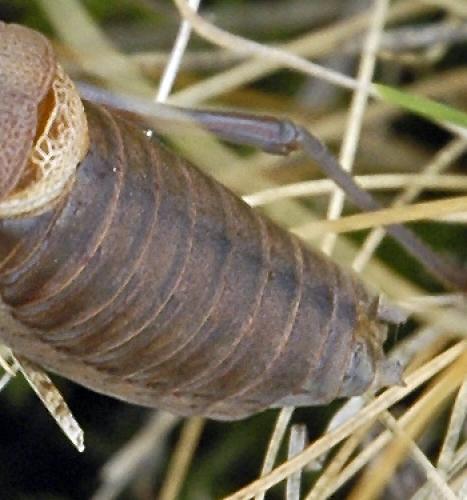 Réf. 32 976 : Ephippiger terrestris terrestris