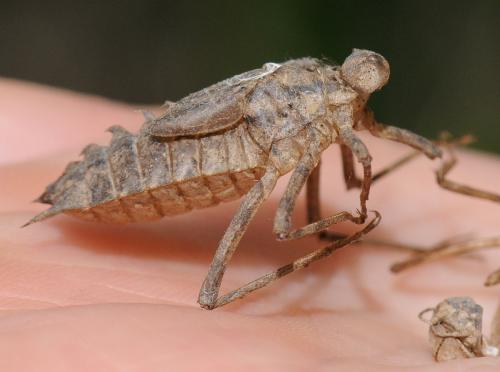 Réf. 32 643 : Epitheca bimaculata