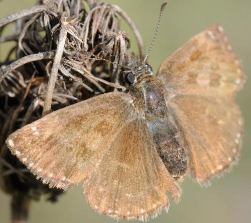 Erynnis tages