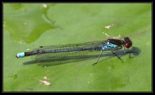 Erythromma najas