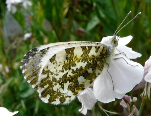 Réf. 32 781 : Anthocharis cardamines