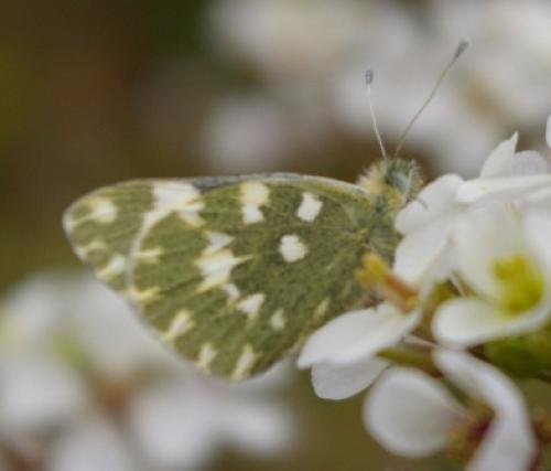 Réf. 32 126 : Pontia daplidice