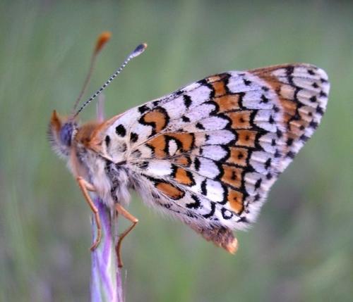 Réf. 32 462 : Melitaea cinxia