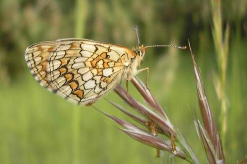 Melitaea sp.