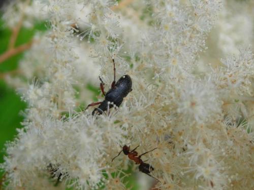 Evodinus clathratus
