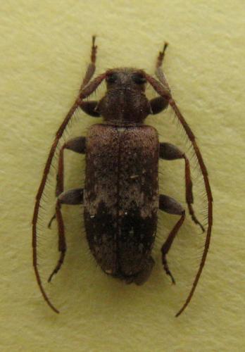 Réf. 32 780 : Exocentrus adspersus