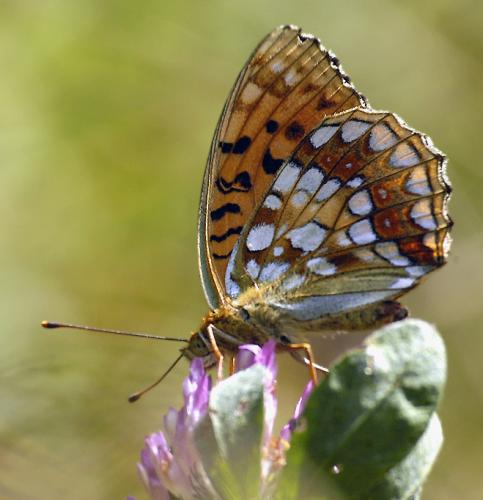 Argynnis adippe