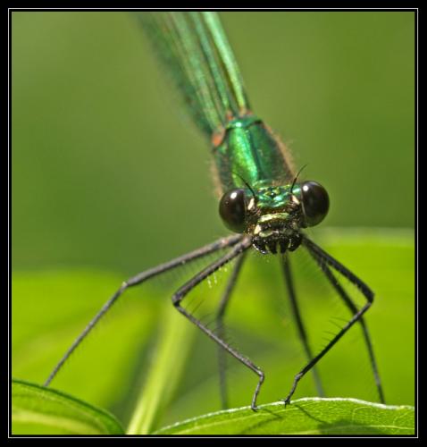 Calopteryx splendens