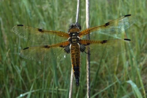 Libellula quadrimaculata