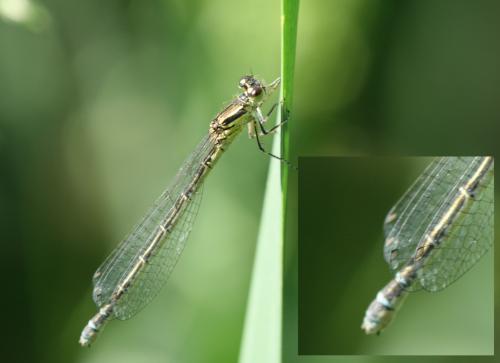 Réf. 32 854 : Coenagrion mercuriale