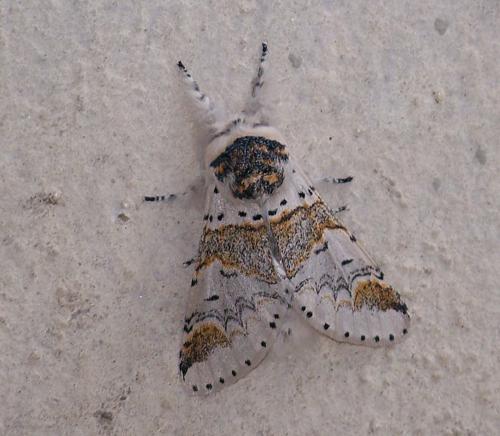 Furcula furcula