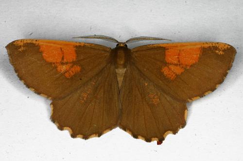 Angerona prunaria