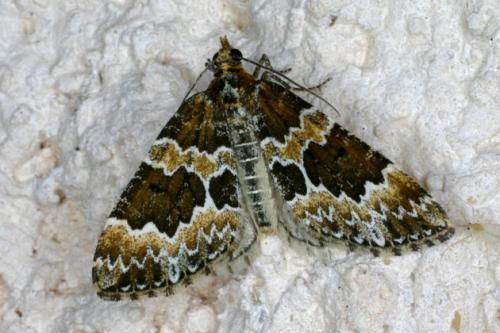 Réf. 32 033 : Electrophaes corylata