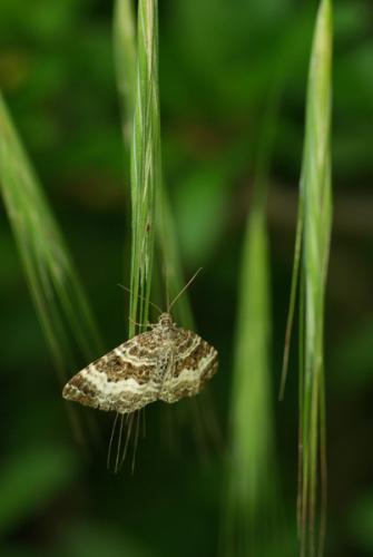 Epirrhoe alternata