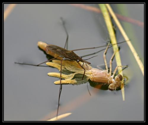 Réf. 32 281 : Gerris sp.