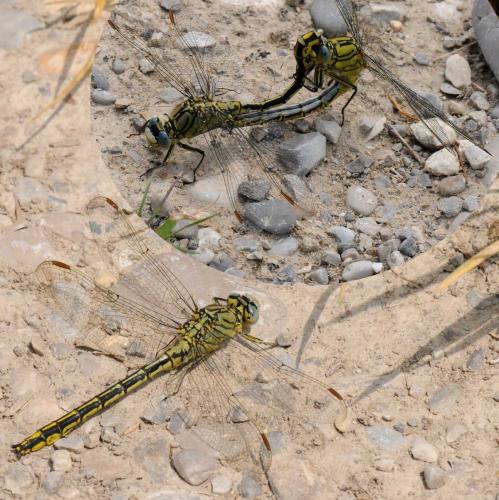 Gomphus pulchellus