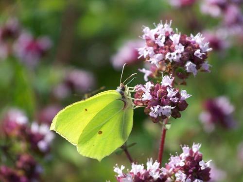 Gonepteryx rhamni