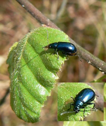 Altica aenescens