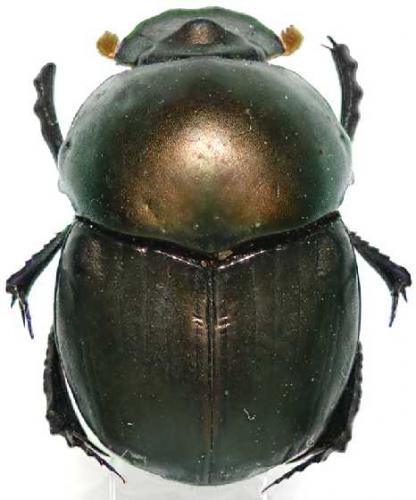 Gromphas lacordairei