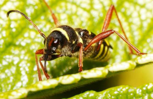 Clytus arietis