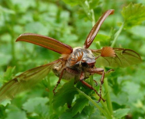 Melolontha melolontha