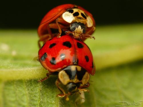 Harmonia axyridis