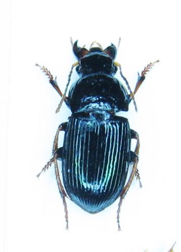 Harpalus tardus