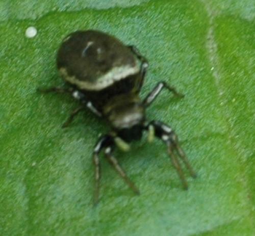 Heliophanus sp.