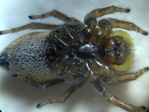 Heliophanus sp.