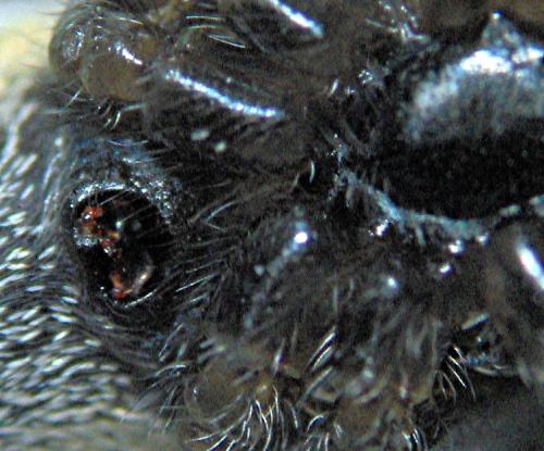 Heliophanus sp.