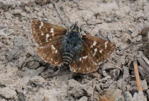 Spialia sertorius