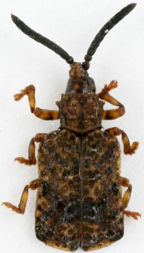 Réf. 32 793 : Cassidinae inconnu
