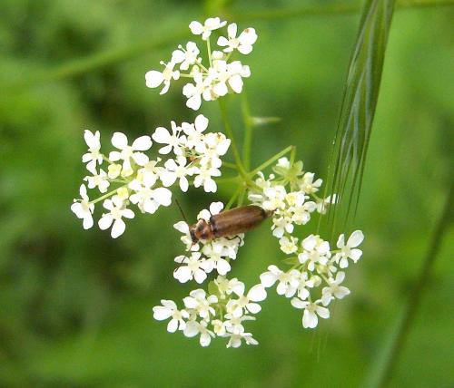 Réf. 32 364 : Osphya bipunctata