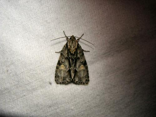 Acronicta strigosa
