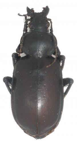 Réf. 32 402 : Calosoma iranicum