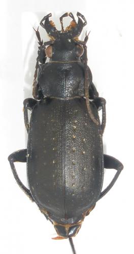 Calosoma sp.