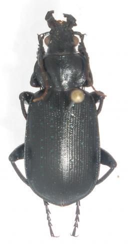 Calosoma sp.