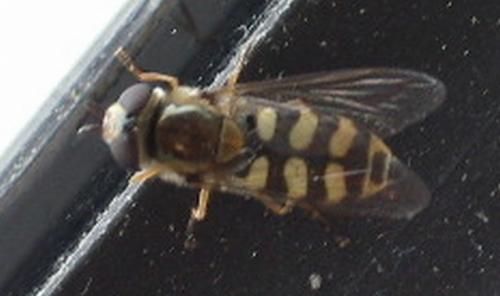 Eupeodes corollae