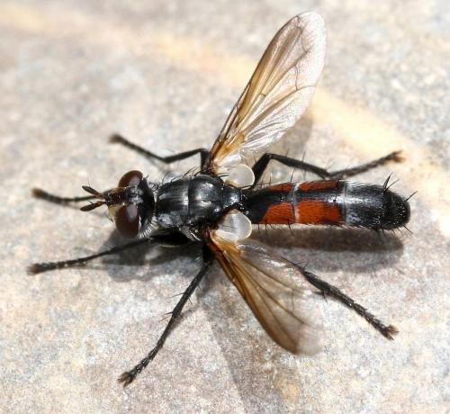 Réf. 32 516 : Cylindromyia intermedia