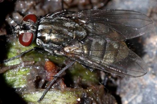 Réf. 32 524 : Dasyphora albofasciata