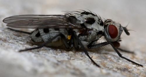 Anthomyia sp.