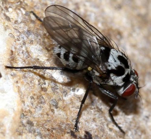 Anthomyia sp.