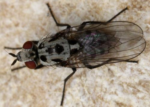 Anthomyia sp.