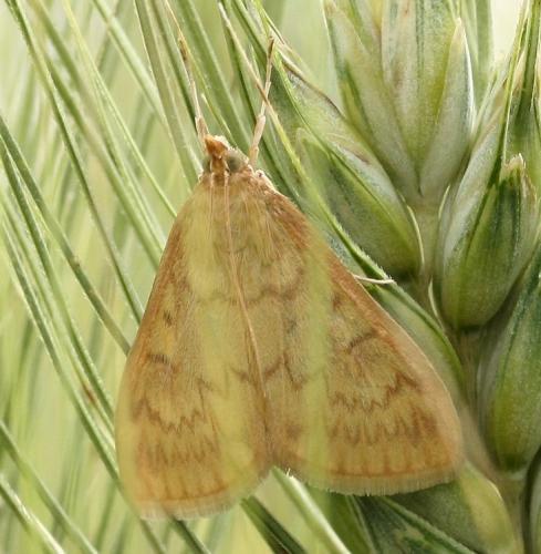 Réf. 32 790 : Ostrinia nubilalis