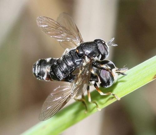 Réf. 32 840 : Paragus sp.