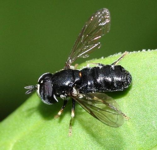 Réf. 32 841 : Paragus sp.