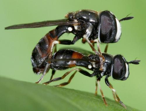 Paragus bicolor