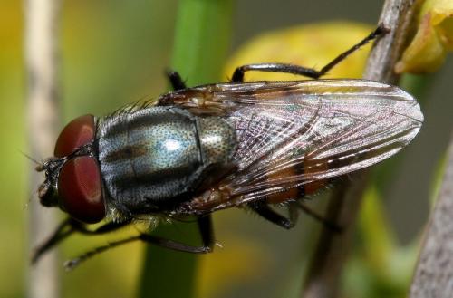 Stomorhina lunata