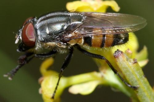 Stomorhina lunata