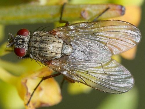 Helina sp.
